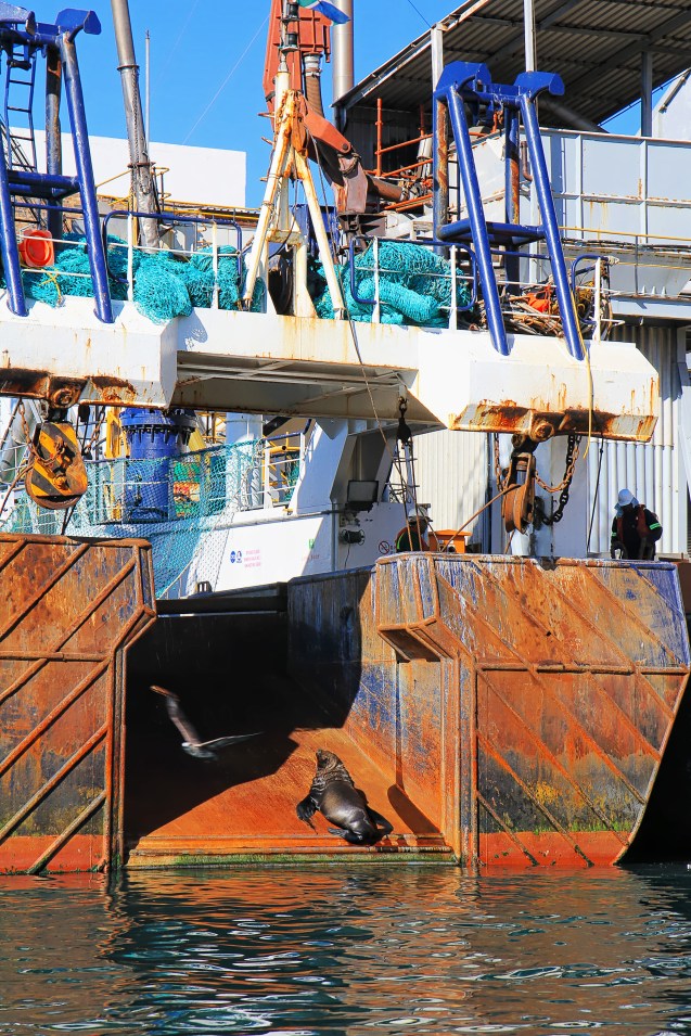 Just chilling out on a ship