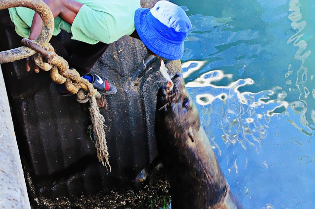 Mouth feeding seals?