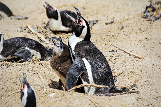 Jackass penguins. Apparently they sit with their mouths open to cool themselves?