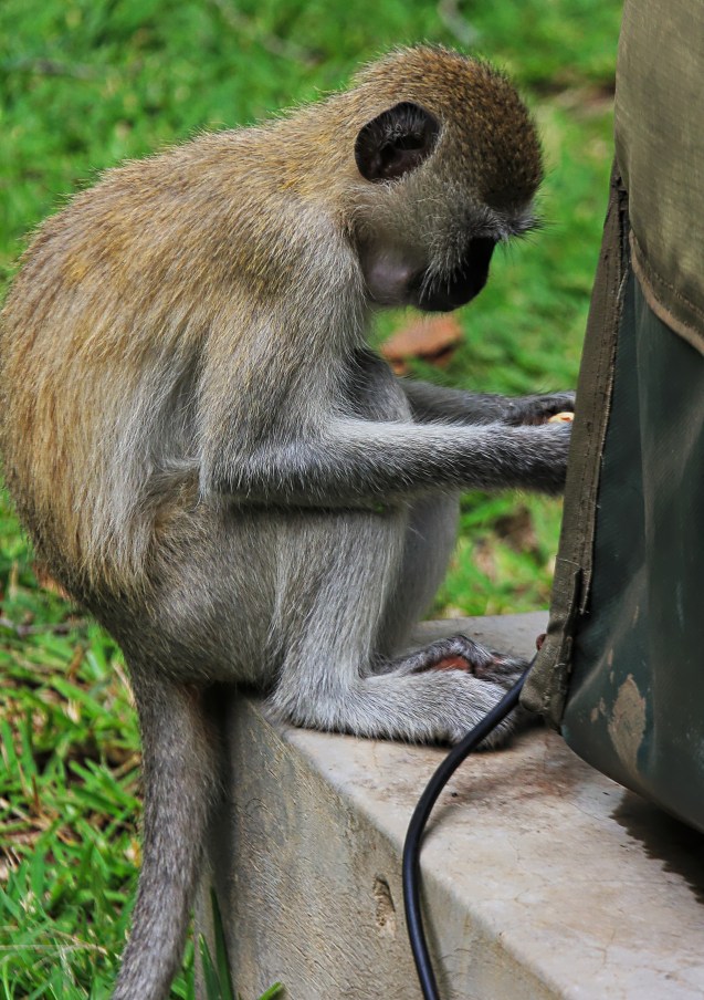 No matter what we did, they got into our tent.