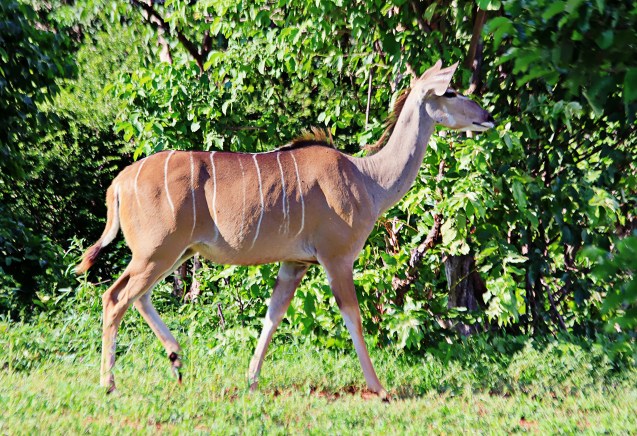 Kudu