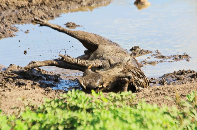 wart hog playing in the mud