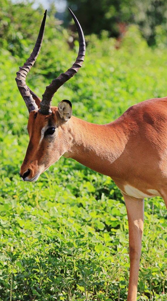 Impala. African Mcdonalds.