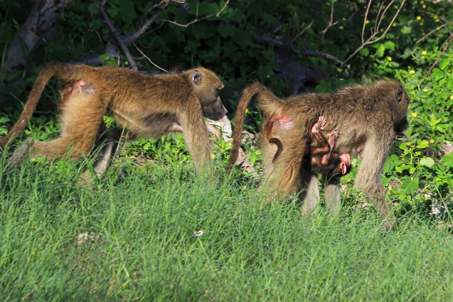 That's one way to carry your kid