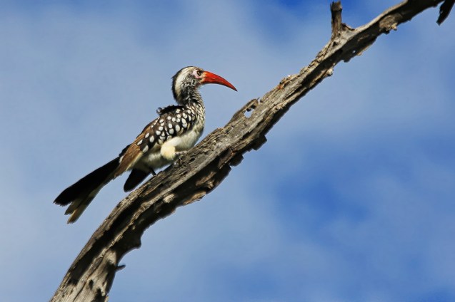 Red billed round bill