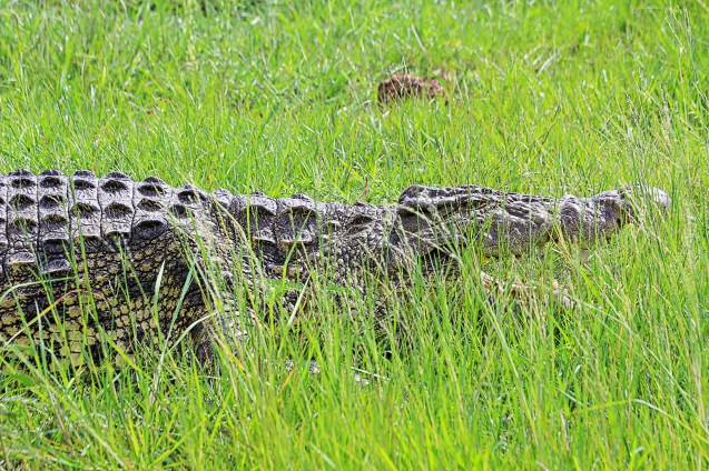 Crocodile regulating his body temperature