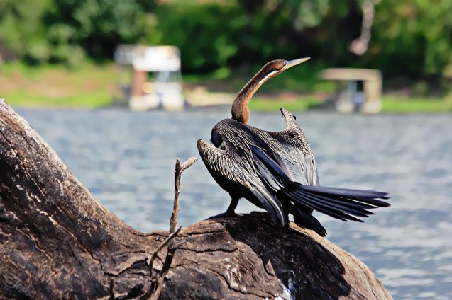 Aranga ....don't think that's spelled right