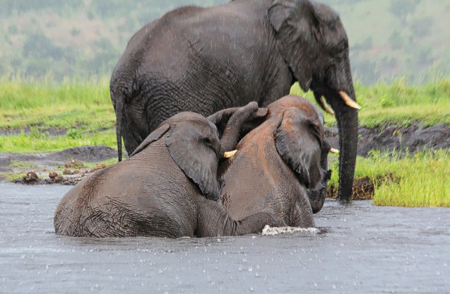 Elephants playing