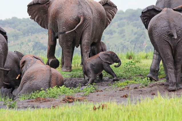 Baby elephant slipping in the mud