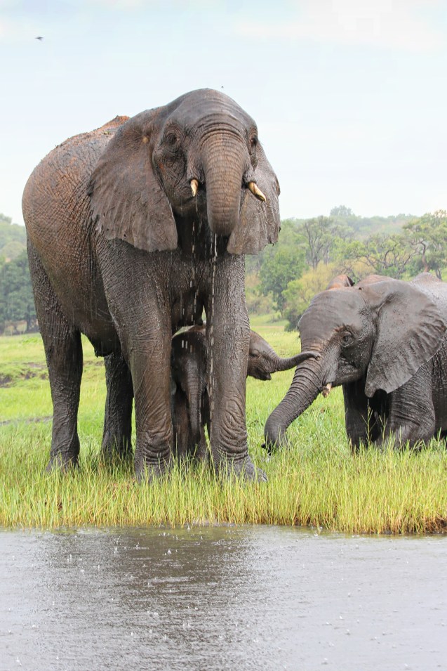 Baby hiding under it's mama