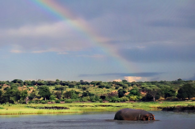 Rainbow over a hippo on the Chobe River