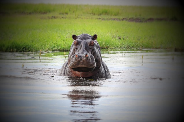 Mama hippo was NOT happy that we wanted to see her baby.
