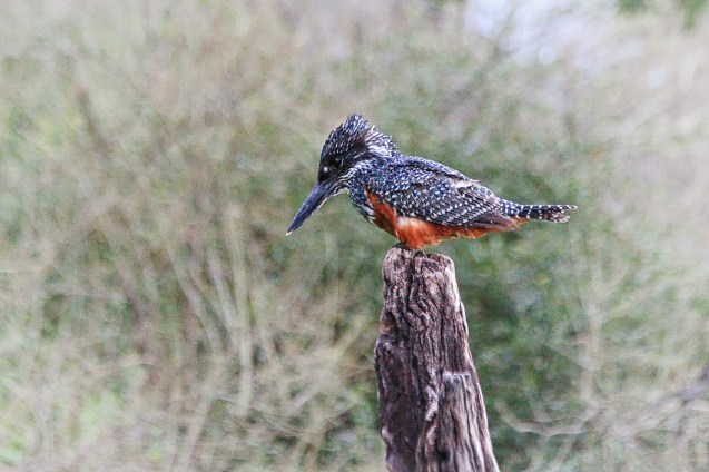 king fisher