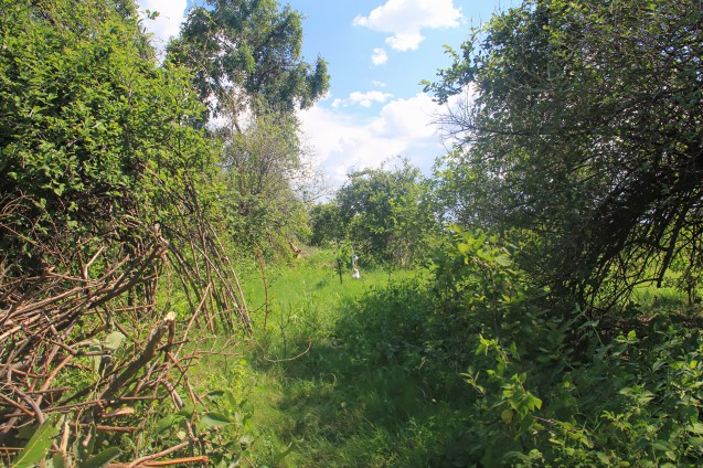 The path to the toilet 