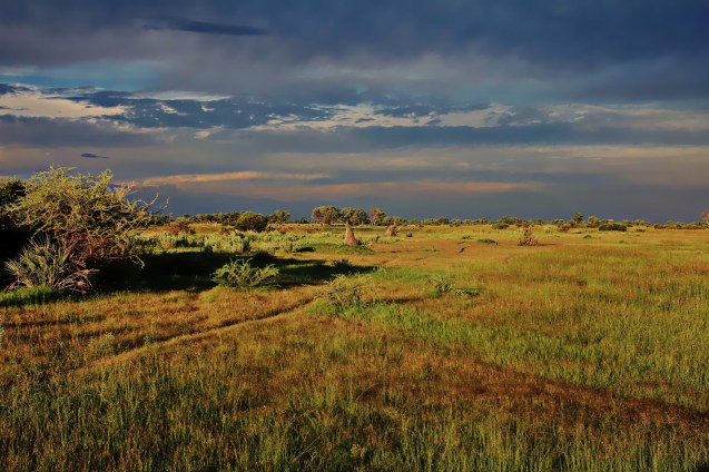 Termite mounds in the view