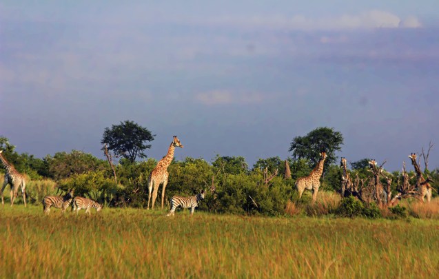 Giraffes are even more majestic when you see them while on foot.