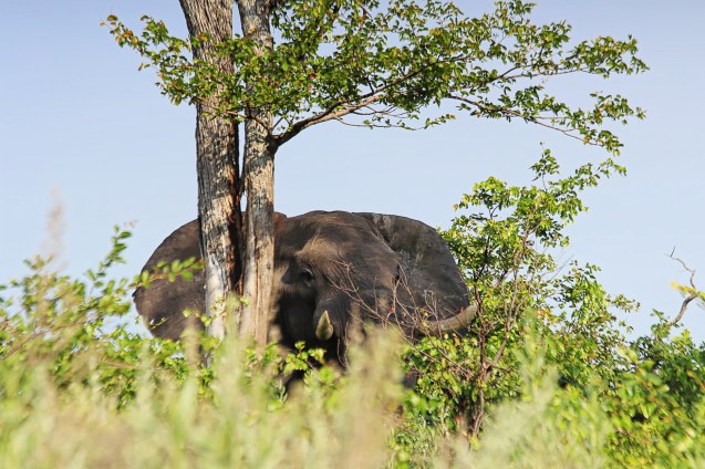 Coming this close to this big guy was pretty intimidating. 