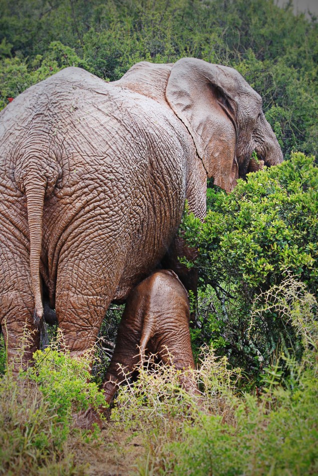 Nursing elephant