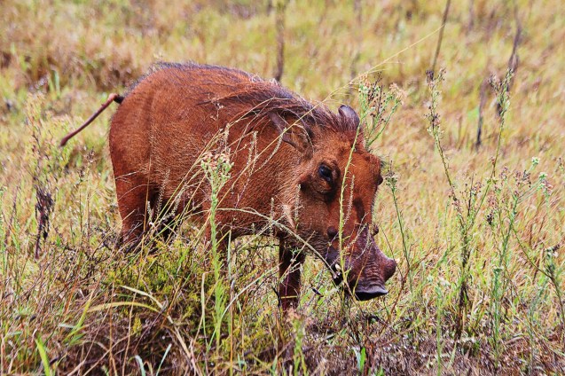 The wart hog is red because of the colour of the dirt.