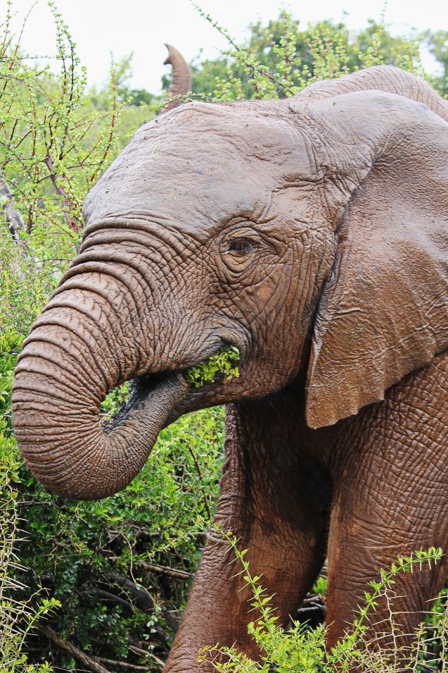 Yum. Green leaves. Just yum