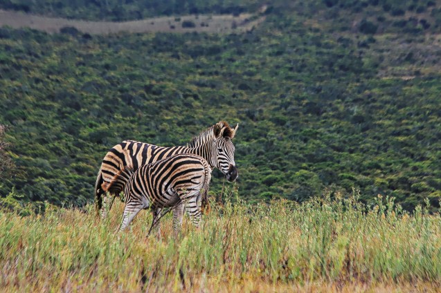 Nursing baby is almost as big as mama