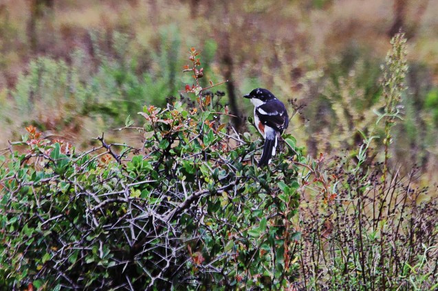 This little bird looks cute but he's actually a bird of prey and can be nasty