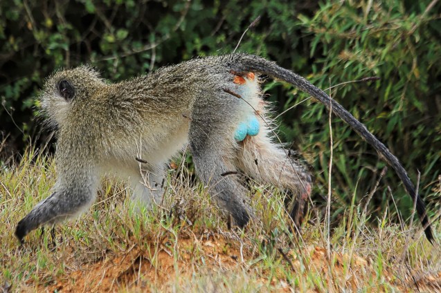 See why they call it the blue monkey?