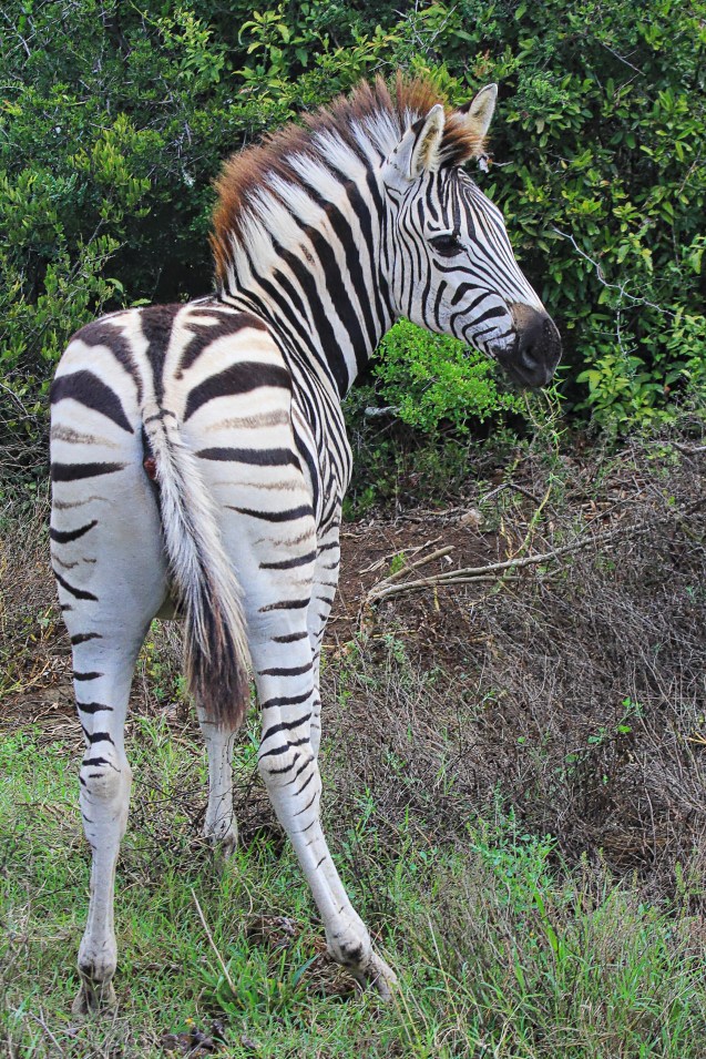 A horse in pyjamas showing me his best side 