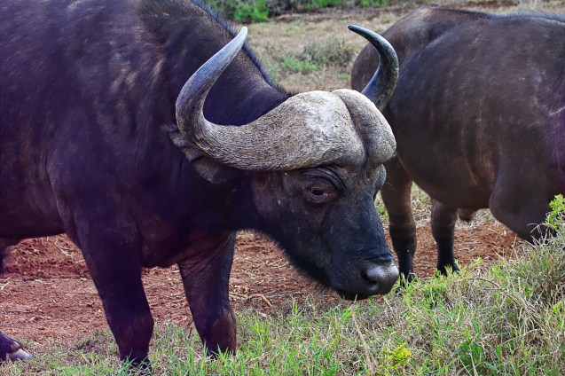 Cape buffalo