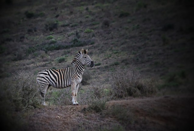 This zebra has spotted a lion but we can't find it.