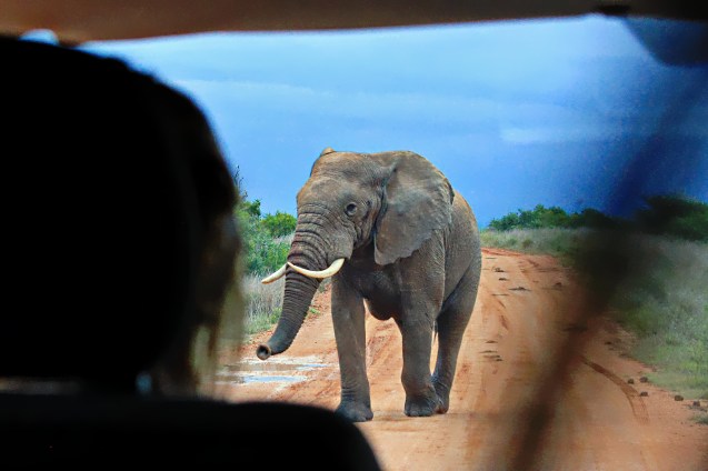 This bad boy thought of charging us.