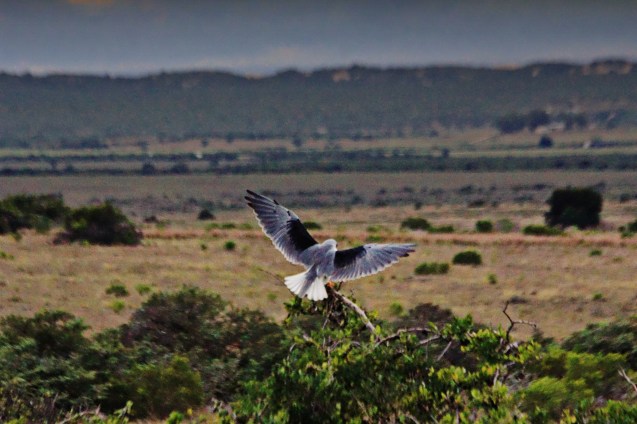 Black shouldered hawk (I think)