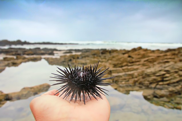 Urchin