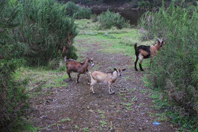 Just a bit of wild life met along the way