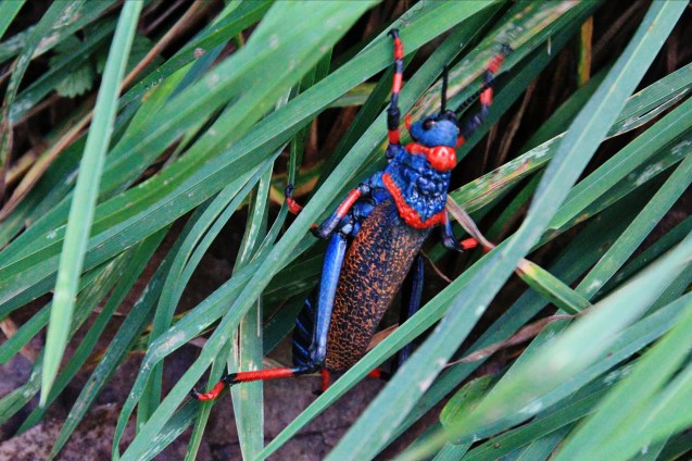 Africa boasts some of the most beautiful bugs!