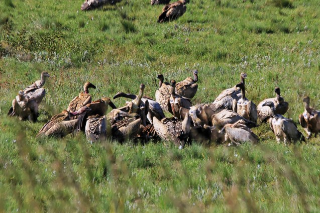 Cape vultures feasting on a dead cow