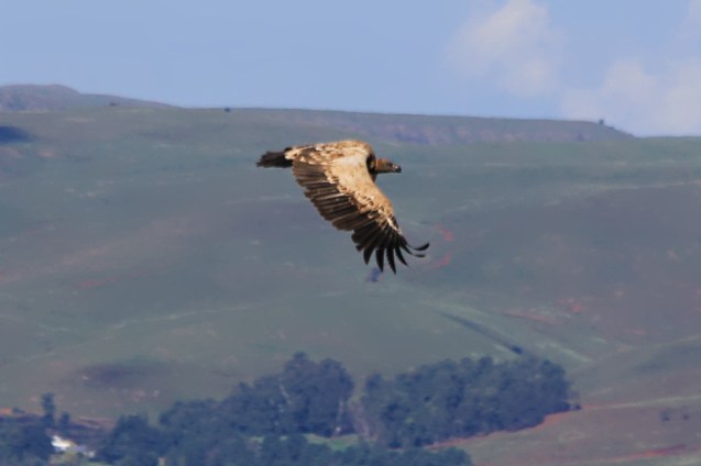 Cape vulture in flight