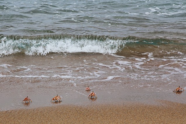 crabs playing on the beach