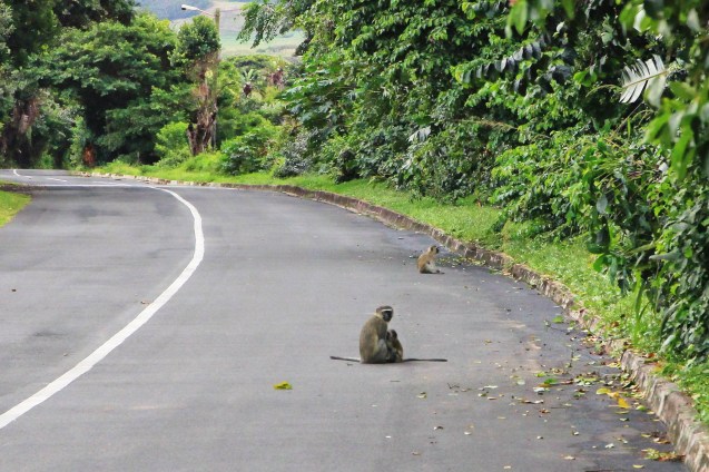 Monkey business. Playing chicken?
