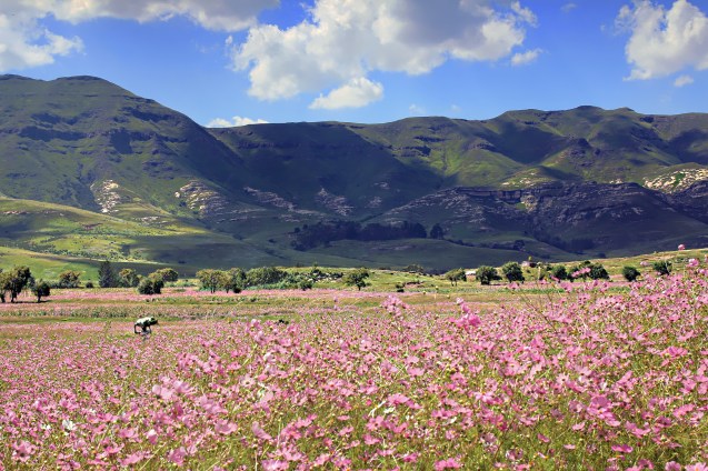 Cleome and mountains.