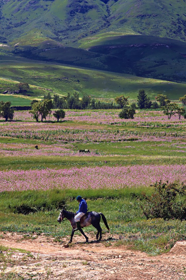 Horse and rider, flowers and mountains