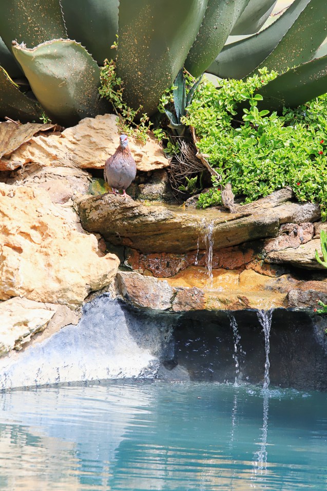 Fountain in the pool