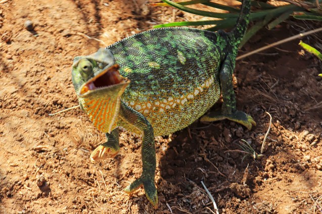 Angry chameleon