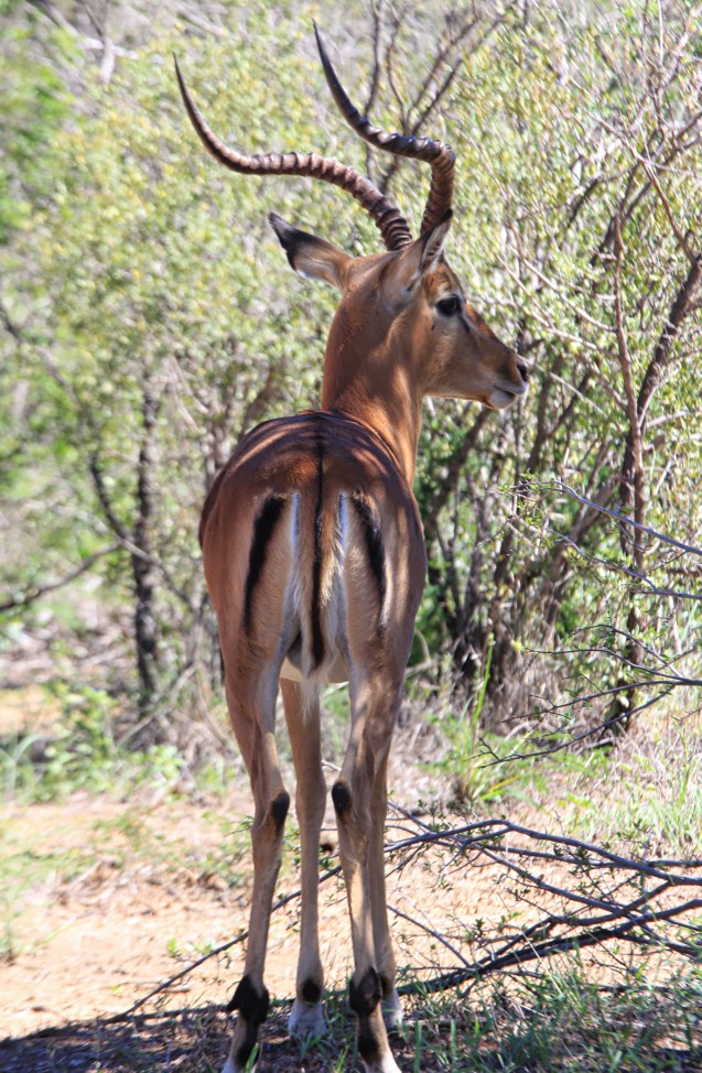 Impala...check out the M on his bum