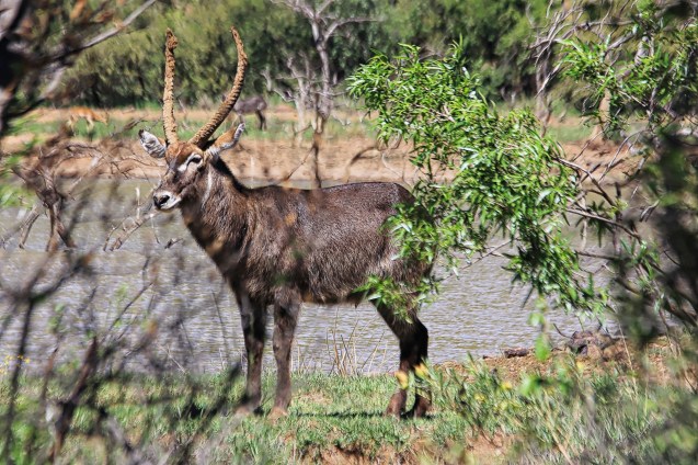 water buck