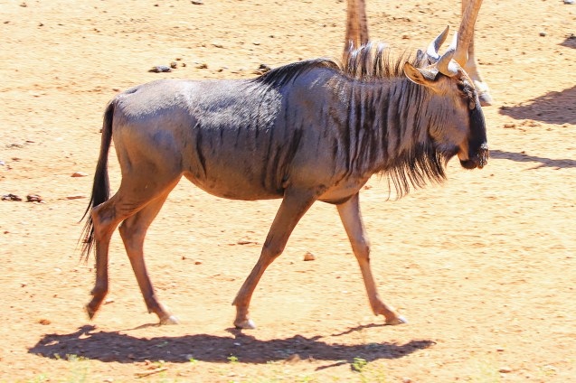blue wildebeest