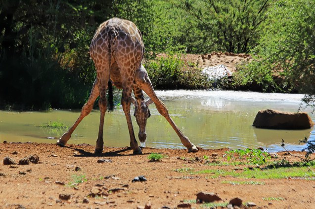 Thirsty giraffe