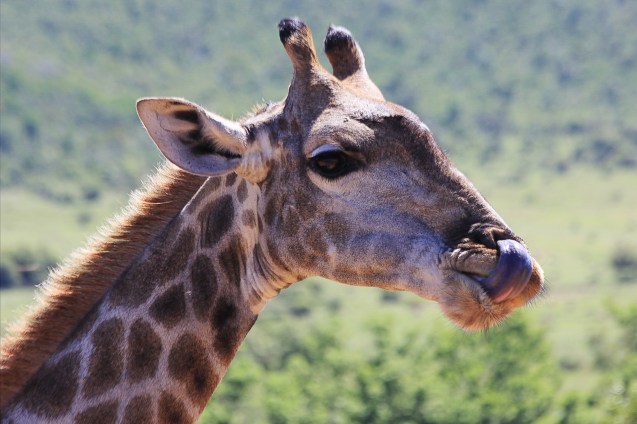 Bet YOU can't do this with your tongue!