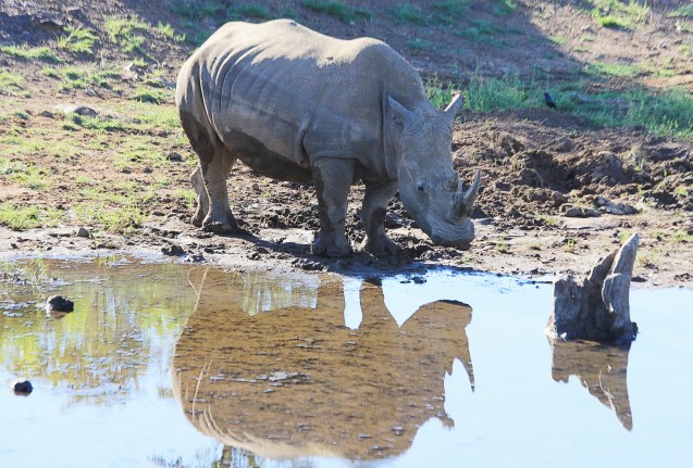 Good morning handsome!