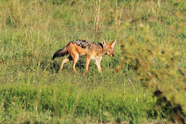 Black backed jackal
